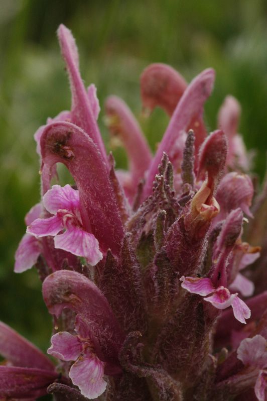 Изображение особи Pedicularis alatauica.