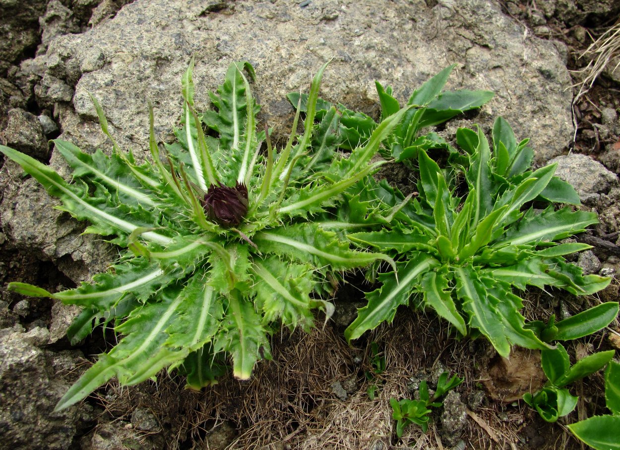 Изображение особи Cirsium simplex.