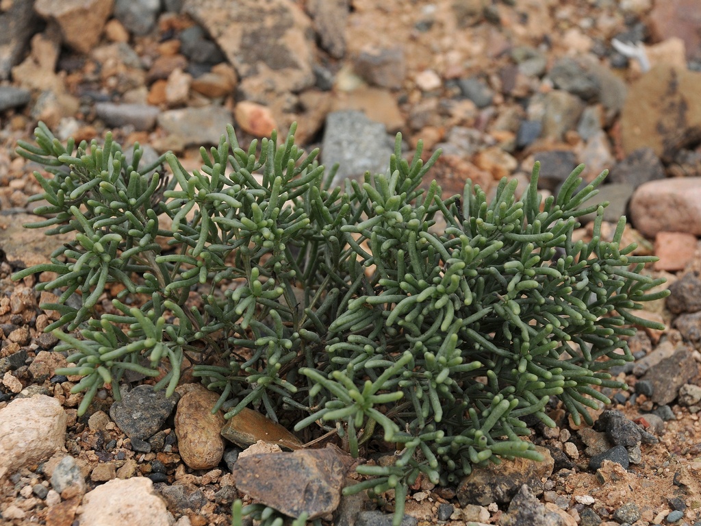 Image of Iljinia regelii specimen.