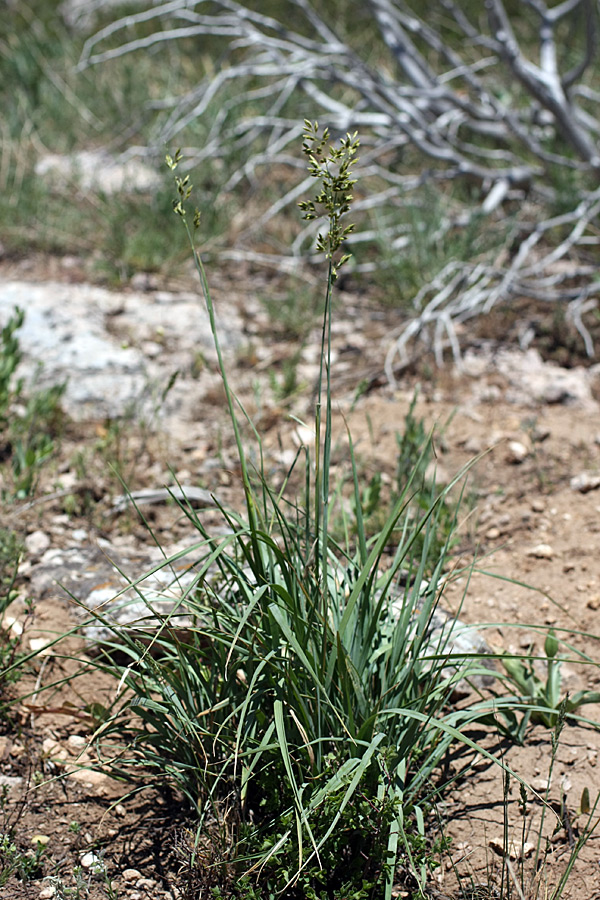 Изображение особи Festuca karatavica.