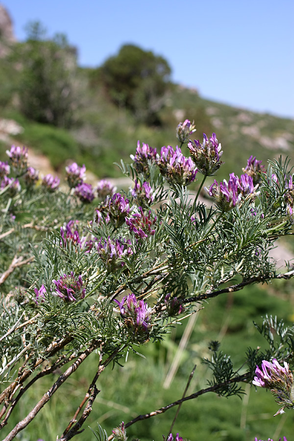 Image of Astragalus ugamicus specimen.