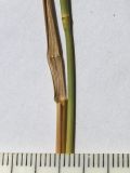Elytrigia gracillima