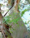 genus Eucalyptus. Ветви. Абхазия, Гагрский р-н, окр. г. Пицунда. 11.06.2012.