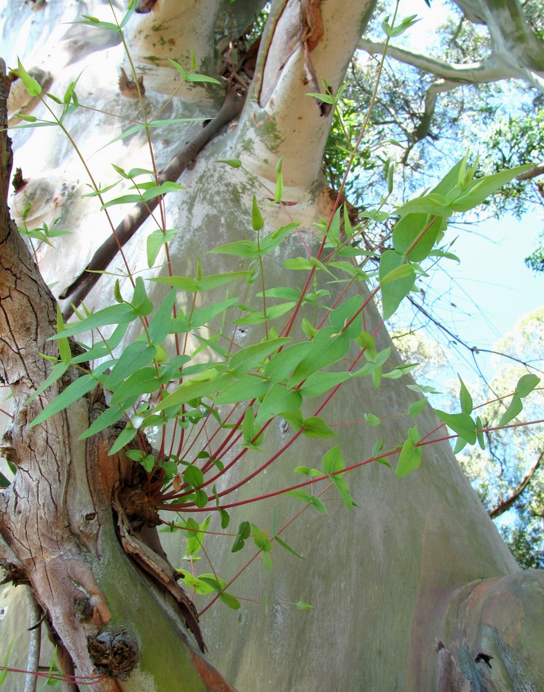 Image of genus Eucalyptus specimen.