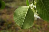 Amelanchier alnifolia