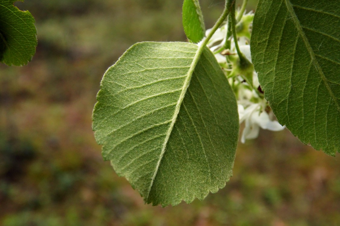 Изображение особи Amelanchier alnifolia.