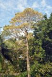 Gyrocarpus americanus. Цветущее дерево. Андаманские острова, остров Нил, опушка влажного тропического леса. 03.01.2015.