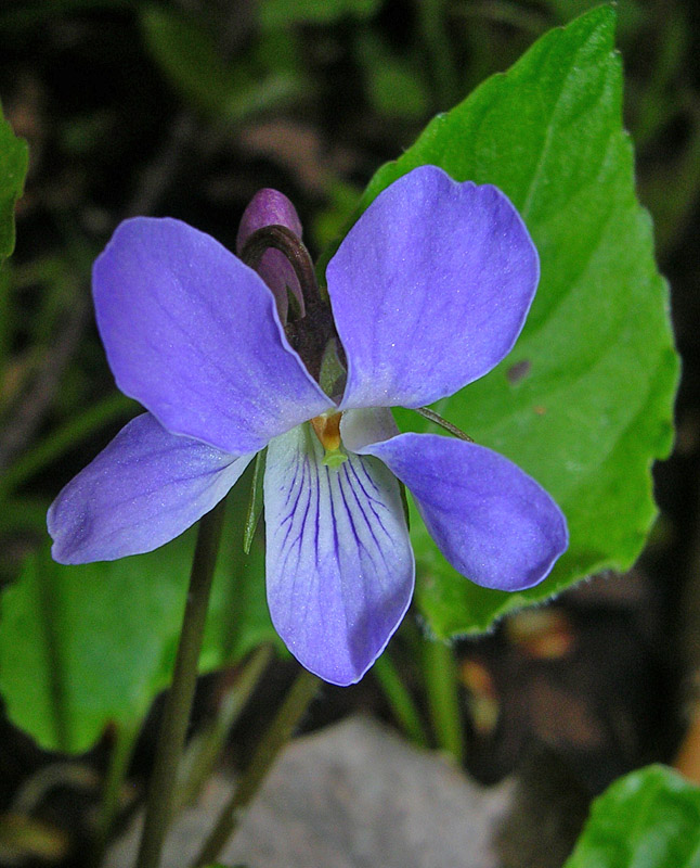 Изображение особи Viola selkirkii.