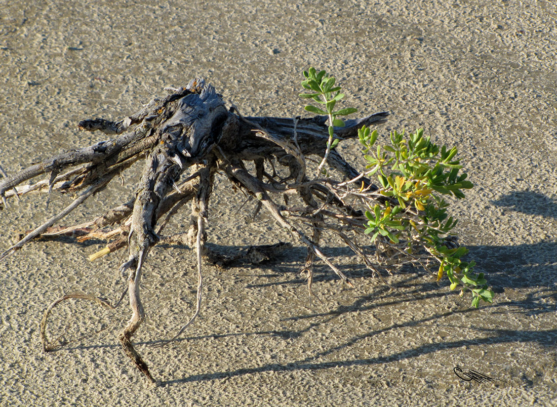 Image of Nitraria sibirica specimen.