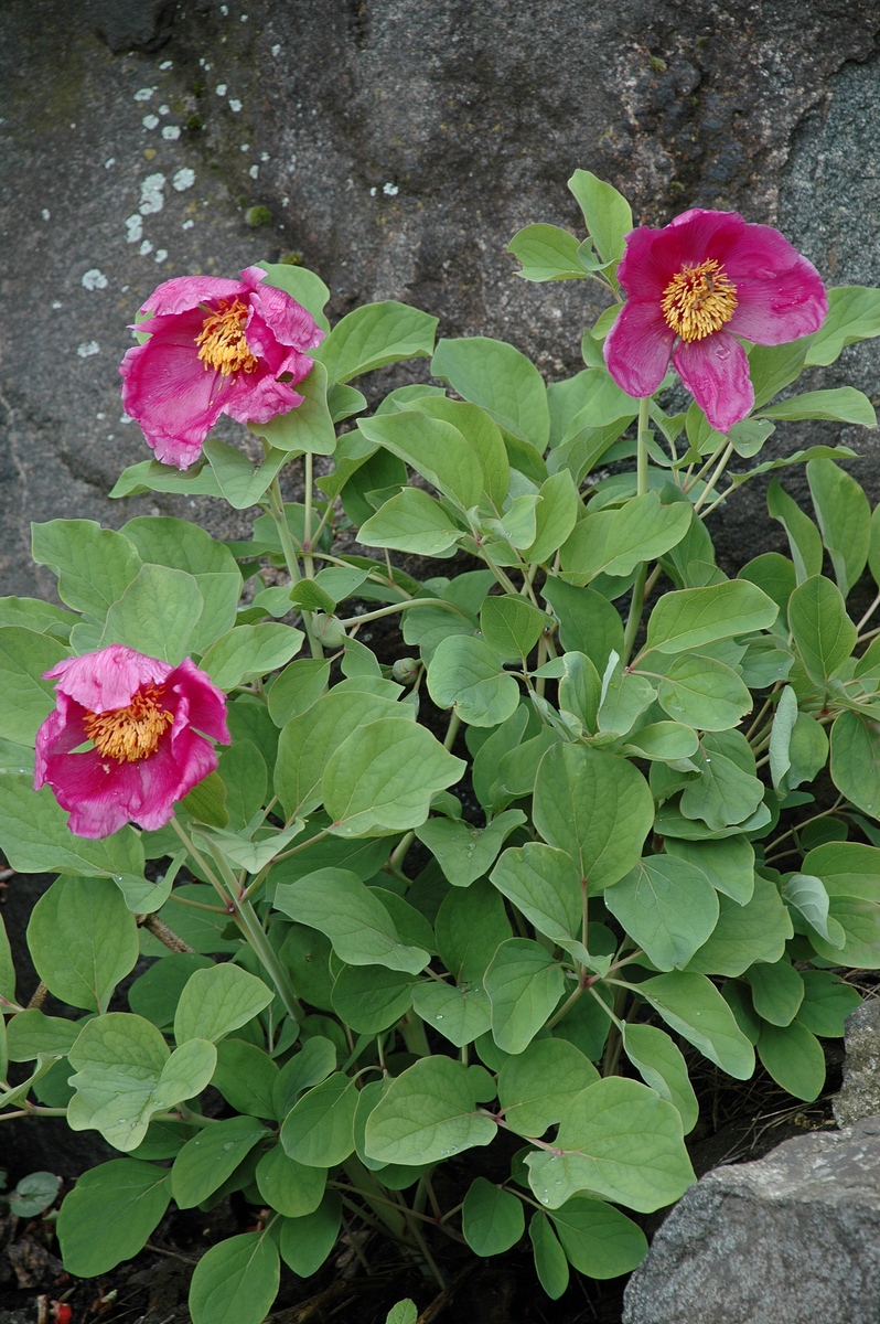 Image of Paeonia daurica specimen.