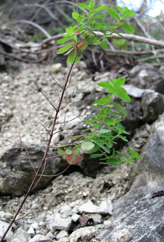 Image of genus Hypericum specimen.