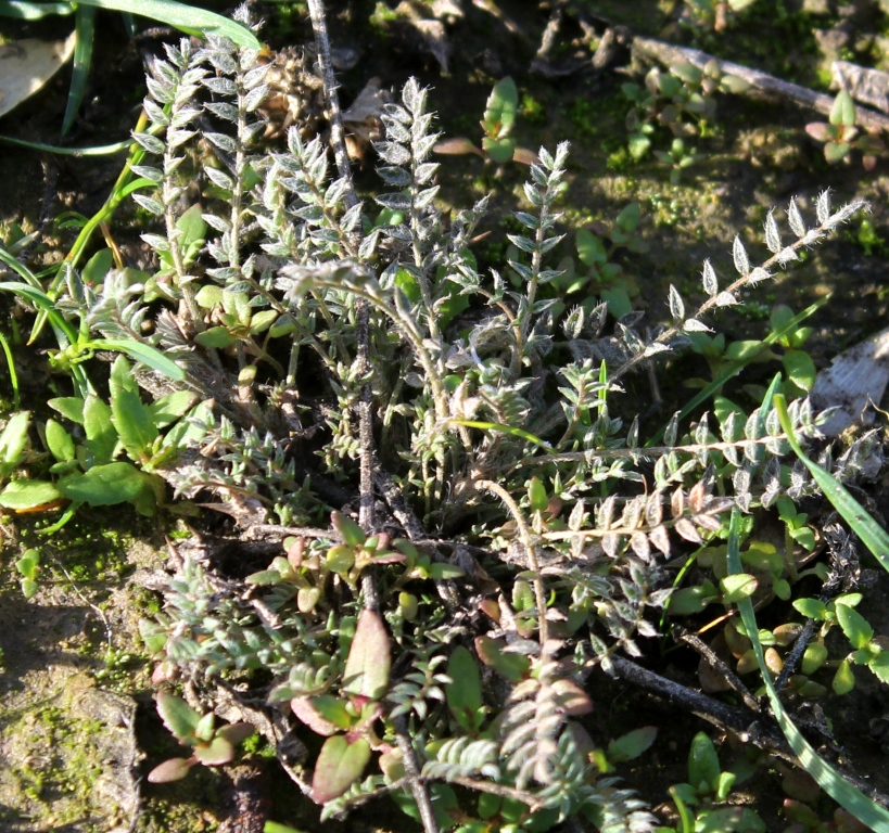 Изображение особи Astragalus asterias.