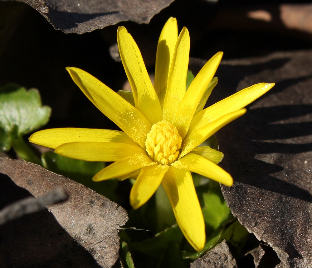 Image of Ficaria ficarioides specimen.