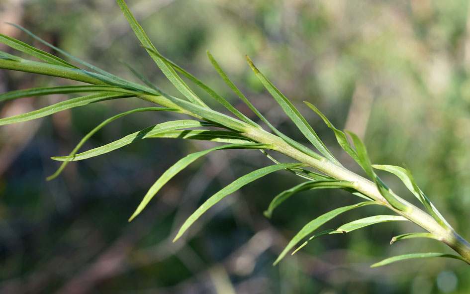 Изображение особи Adenophora himalayana.