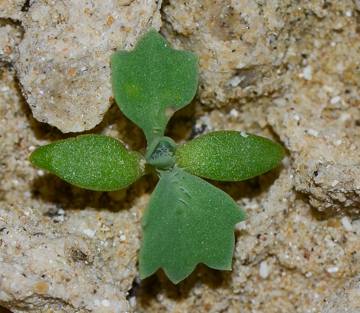 Image of Glaucium flavum specimen.