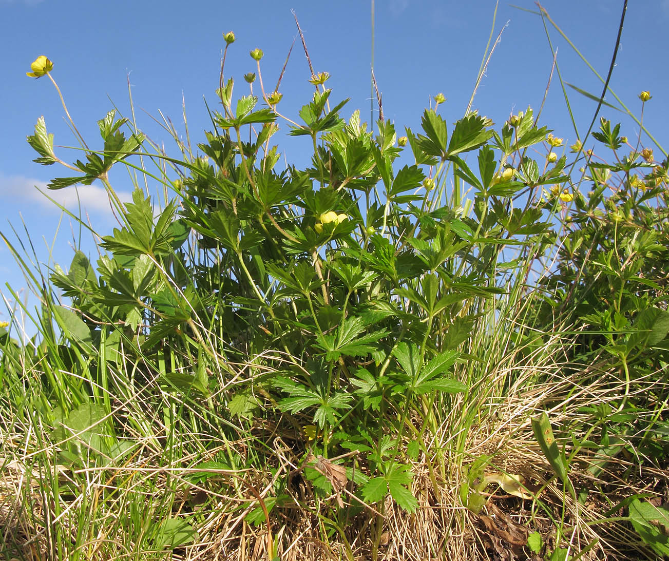 Изображение особи Potentilla erecta.