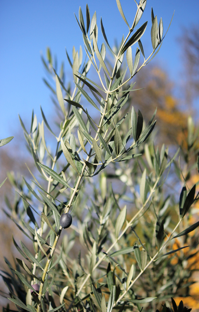 Image of Olea europaea specimen.