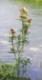 Trifolium spryginii. Верхняя часть отцветающего растения. Алтайский край, окр. г. Барнаул, правый берег Оби, низкая пойма. 21.08.2015.