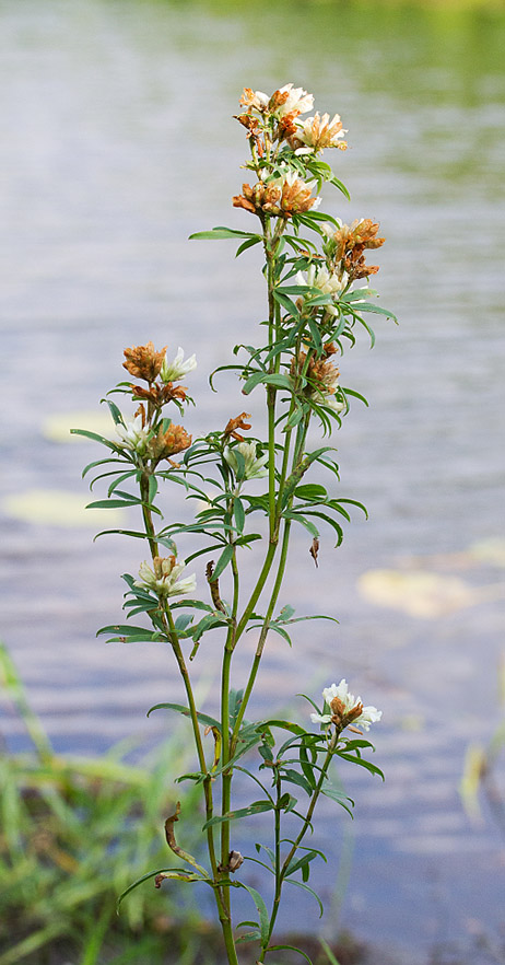 Изображение особи Trifolium spryginii.