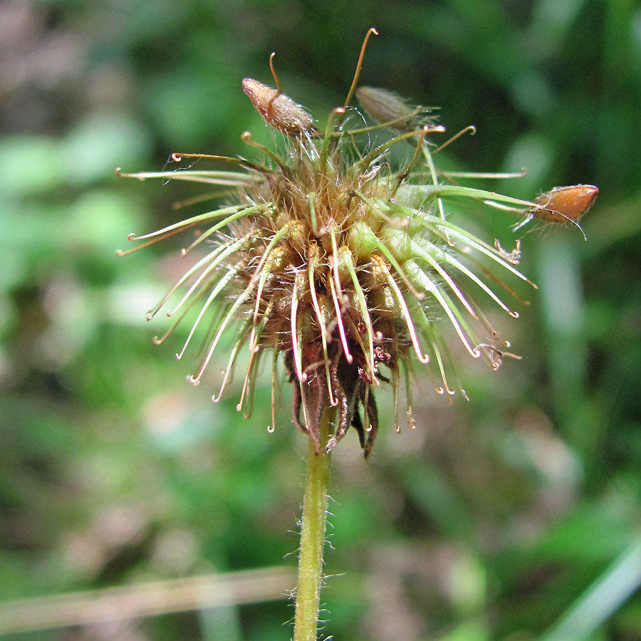 Image of Geum urbanum specimen.