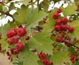 Crataegus dahurica. Часть веточки с соплодиями. Якутия (Саха), г. Якутск, на газоне вдоль набережной. 15.08.2012.