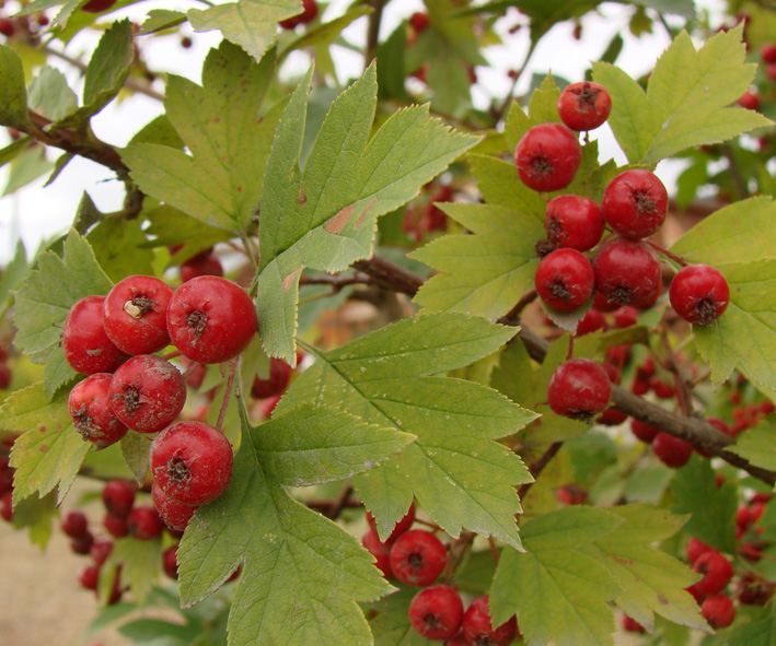 Image of Crataegus dahurica specimen.