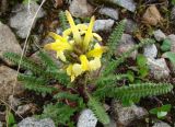 Pedicularis oederi. Цветущее растение. Якутия (Саха), Нерюнгринский р-н, окр. перевала Тит. 09.06.2012.