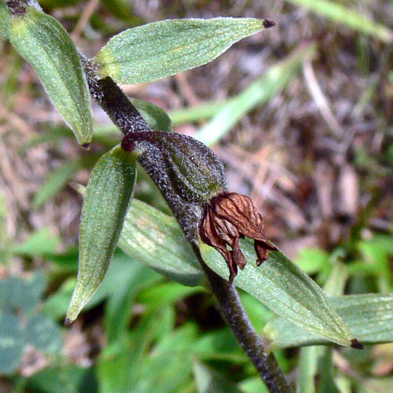 Image of Epipactis atrorubens specimen.