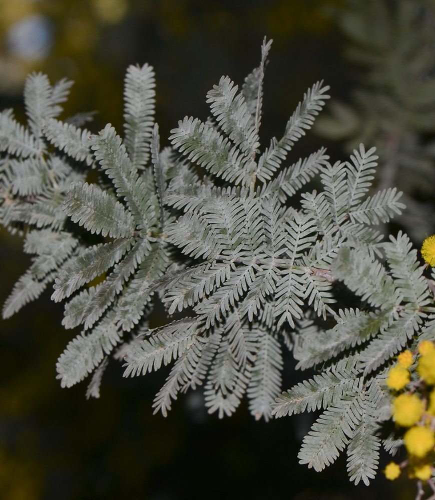 Изображение особи Acacia baileyana.