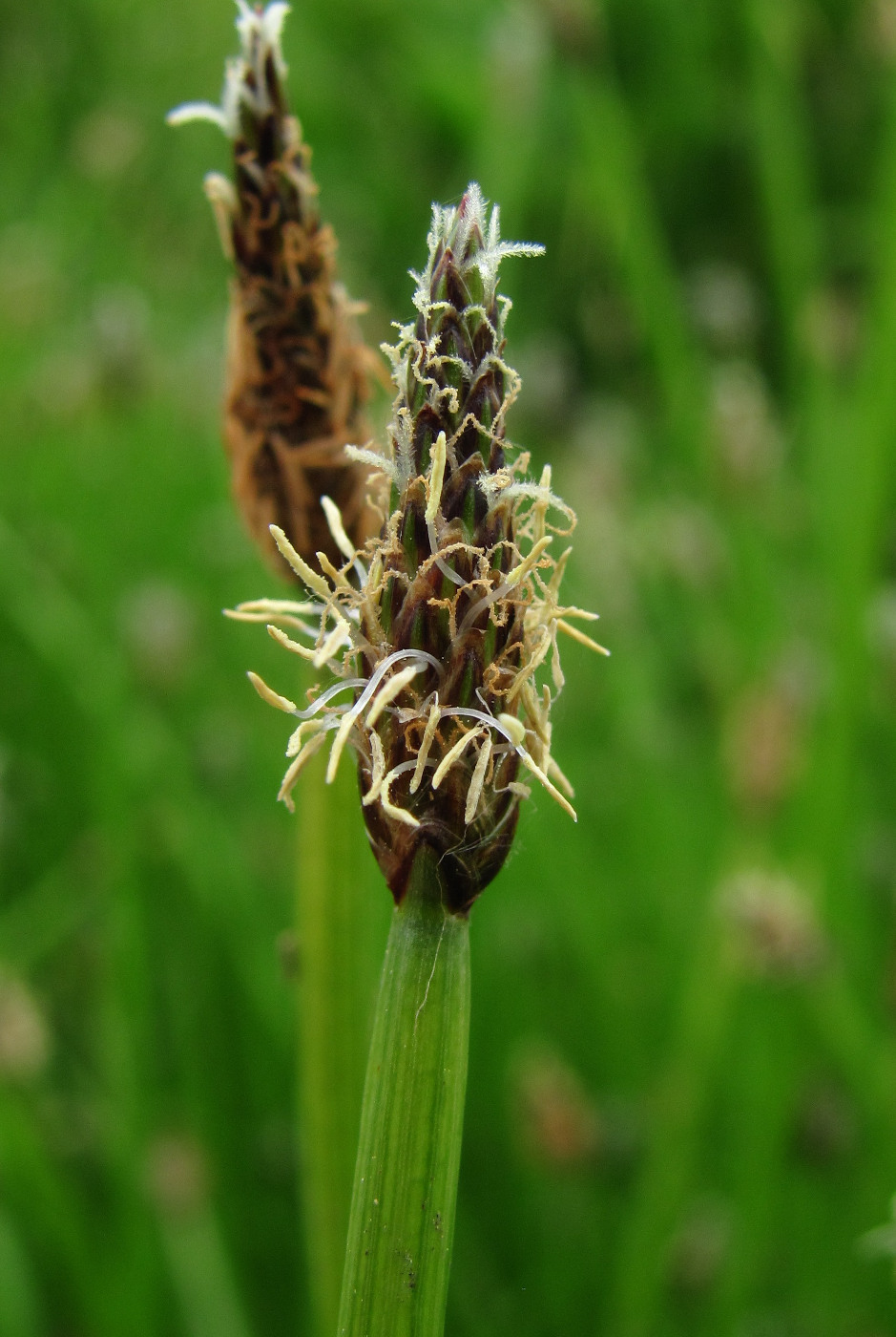 Изображение особи Eleocharis palustris.