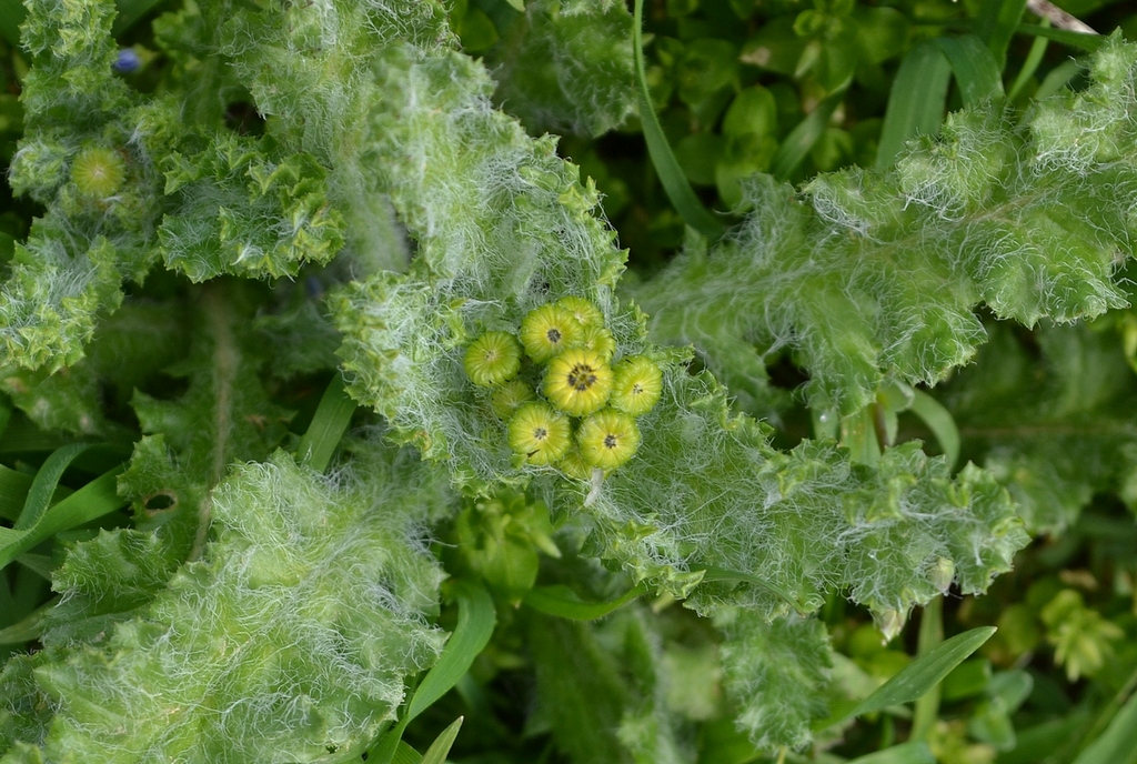 Изображение особи Senecio vernalis.