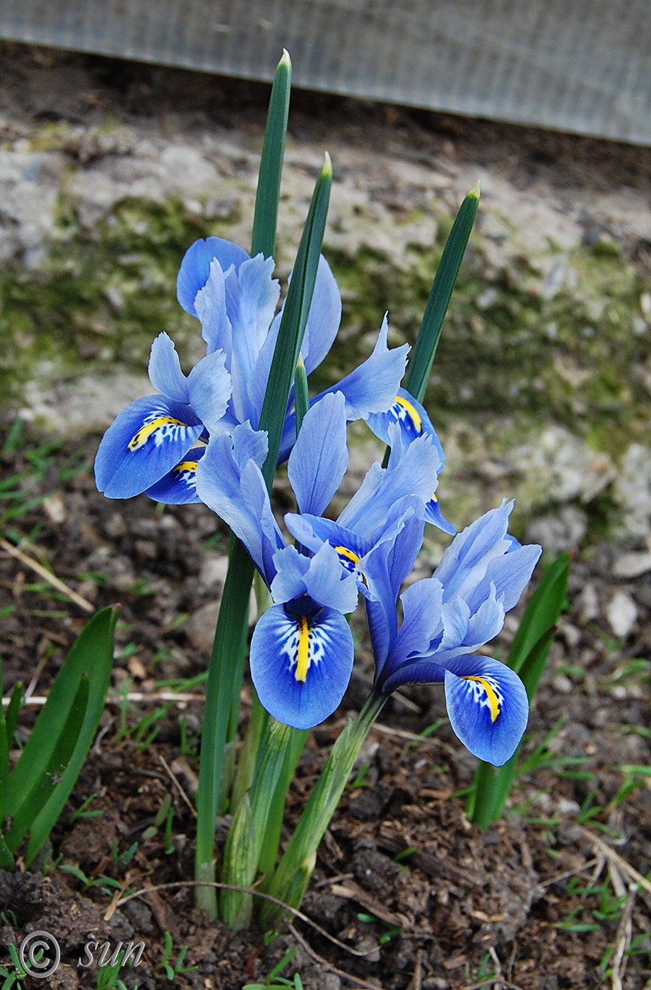 Изображение особи Iridodictyum reticulatum.