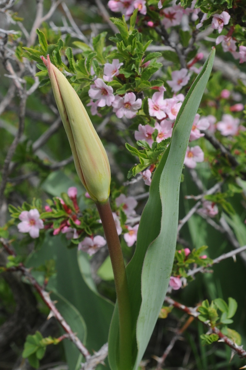 Image of Tulipa ivasczenkoae specimen.