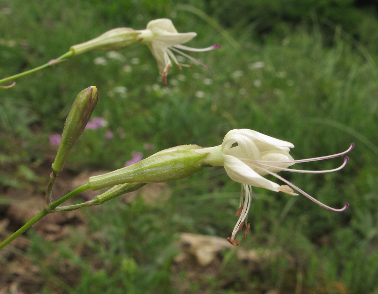 Image of Silene italica specimen.