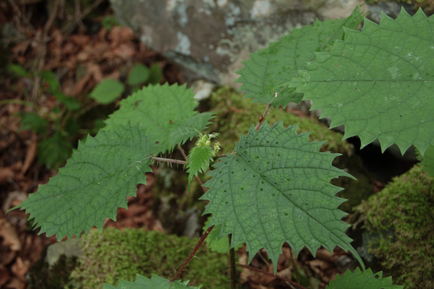 Изображение особи Girardinia septentrionalis.