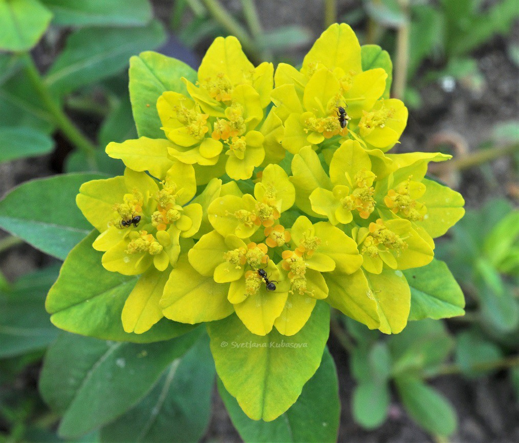 Image of Euphorbia epithymoides specimen.