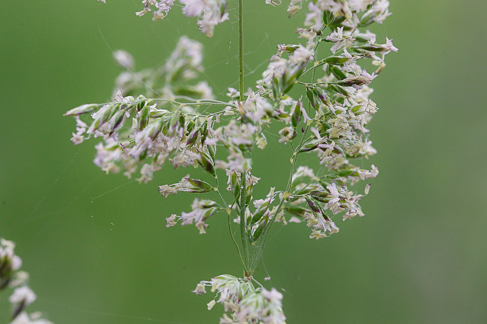 Image of genus Poa specimen.