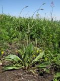 Plantago lanceolata. Зацветающее растение. Краснодарский край, м/о г. Геленджик, хр. Маркотх, гора Мухины Поляны, выс. ≈ 630 м н.у.м., нарушенный весенним водотоком участок горного луга. 21.05.2015.