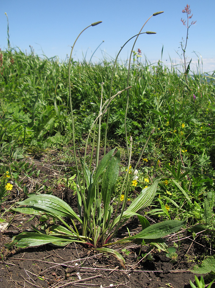 Изображение особи Plantago lanceolata.