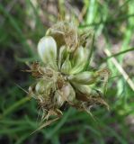 Scorzonera purpurea. Соплодие, повреждённое грибком. Белгородская обл., Губкинский р-н, запов. «Белогорье», Ямская степь. 14 июня 2009 г.