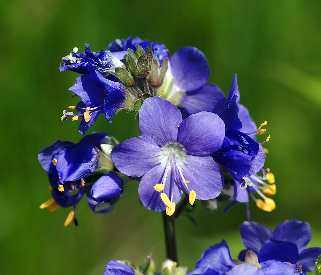 Image of Polemonium caeruleum specimen.