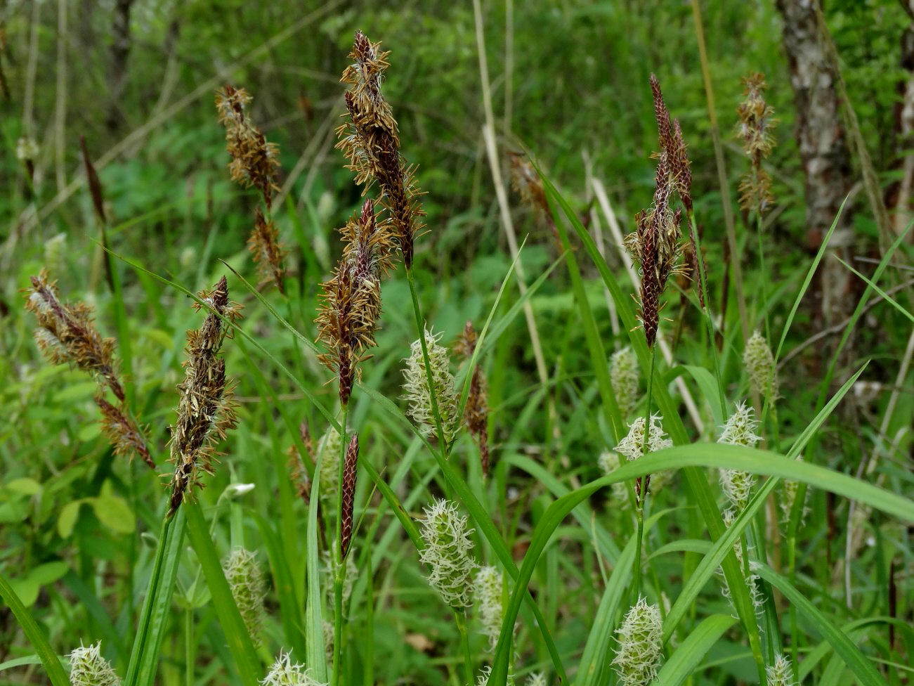 Изображение особи род Carex.