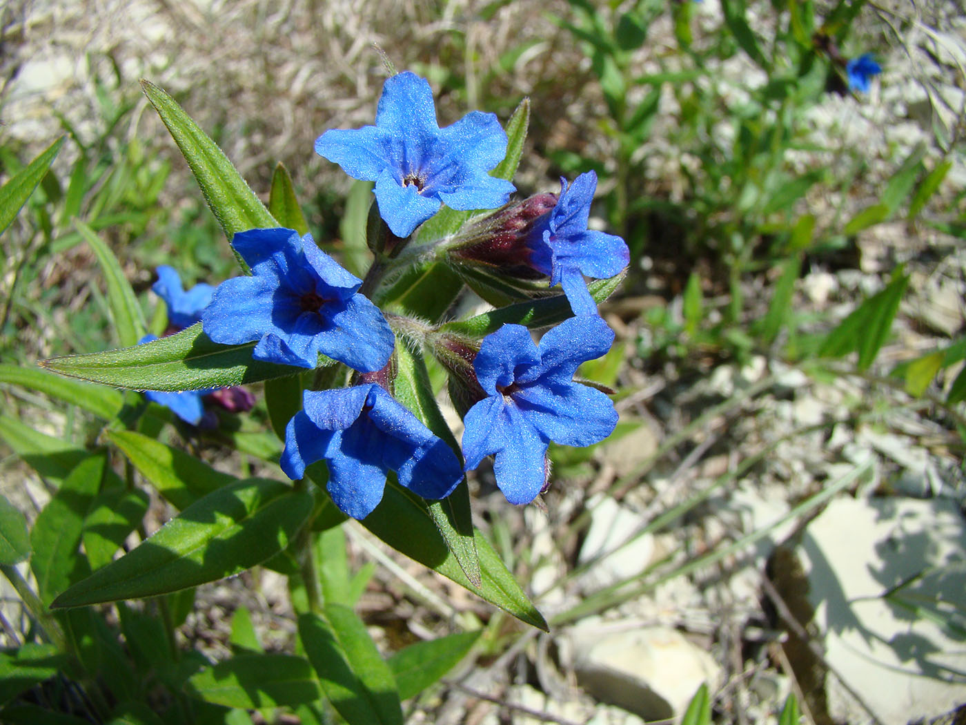 Image of Aegonychon purpureocaeruleum specimen.