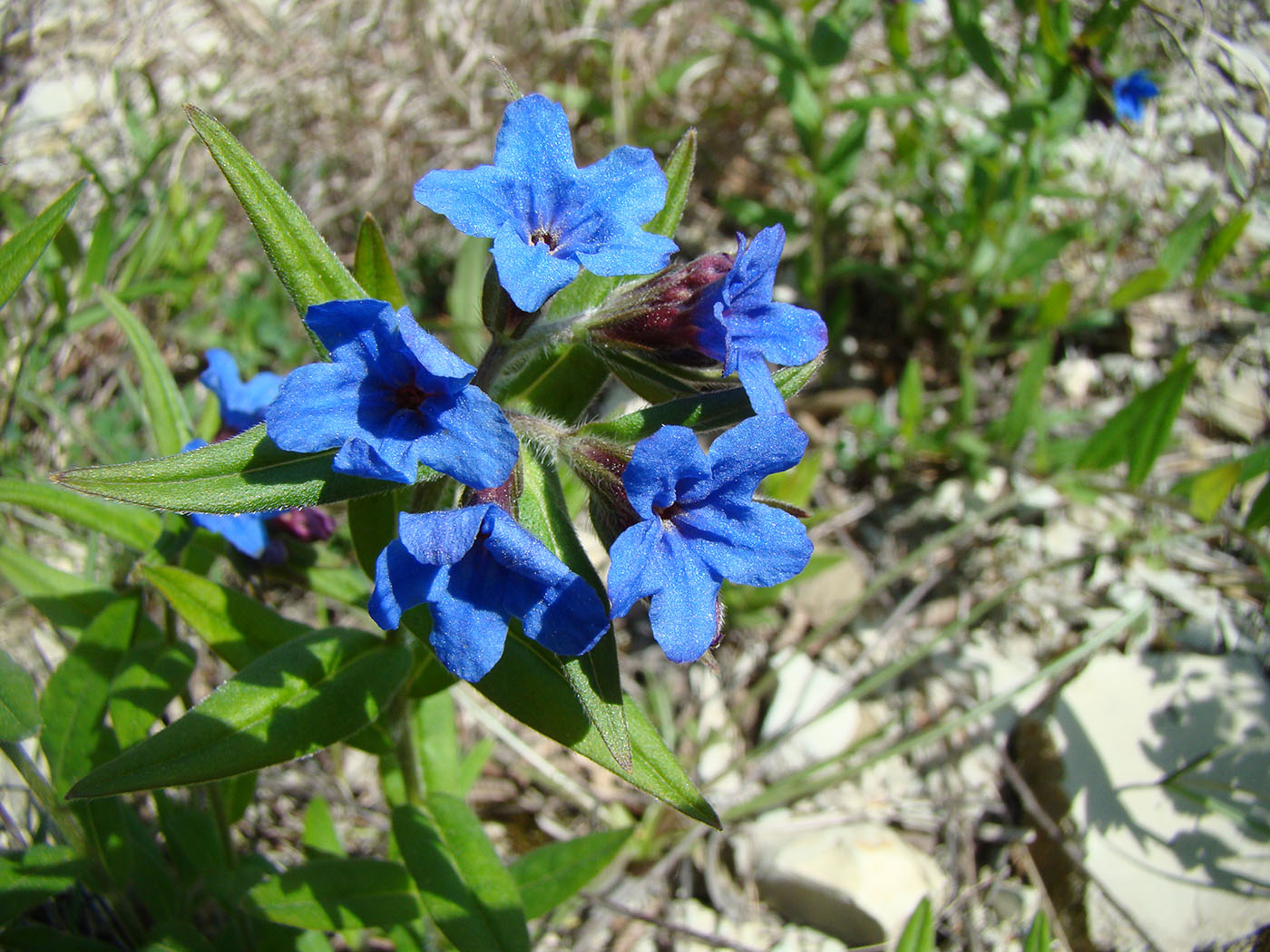 Изображение особи Aegonychon purpureocaeruleum.