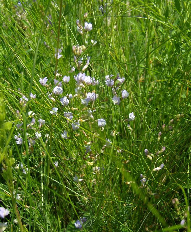 Image of Astragalus austriacus specimen.