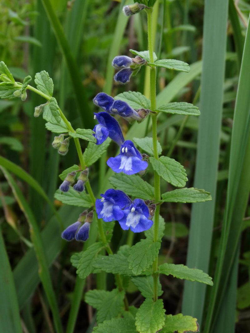 Изображение особи Scutellaria strigillosa.