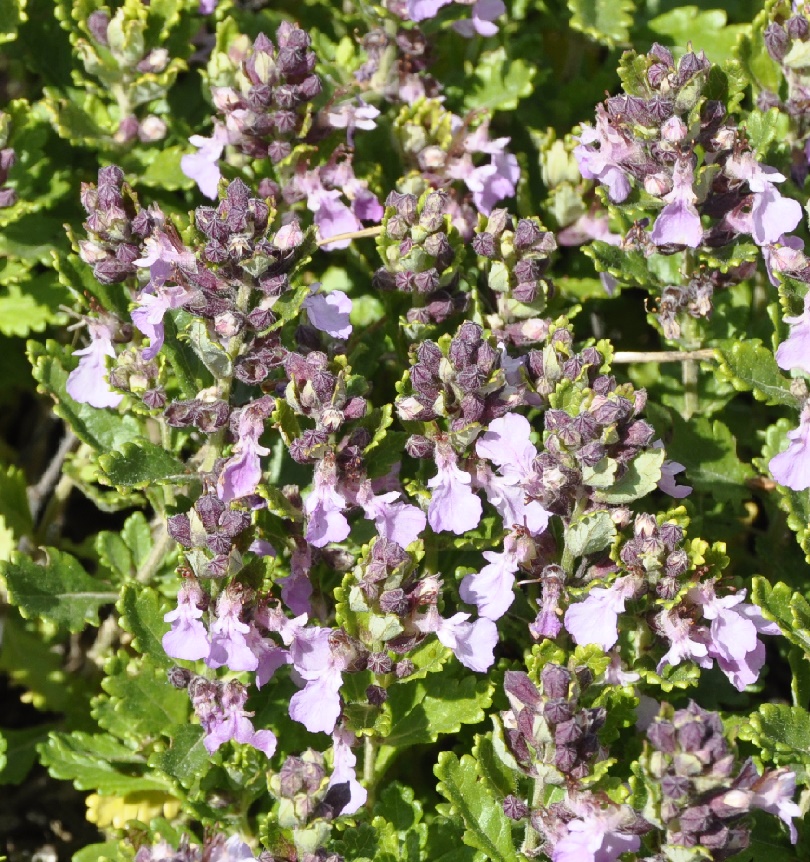 Изображение особи Teucrium chamaedrys.