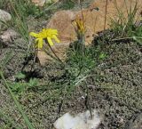 Scorzonera meyeri. Цветущее растение. Кабардино-Балкария, Эльбрусский р-н, долина р. Ирик, ок. 2600 м н.у.м. 14.07.2016.