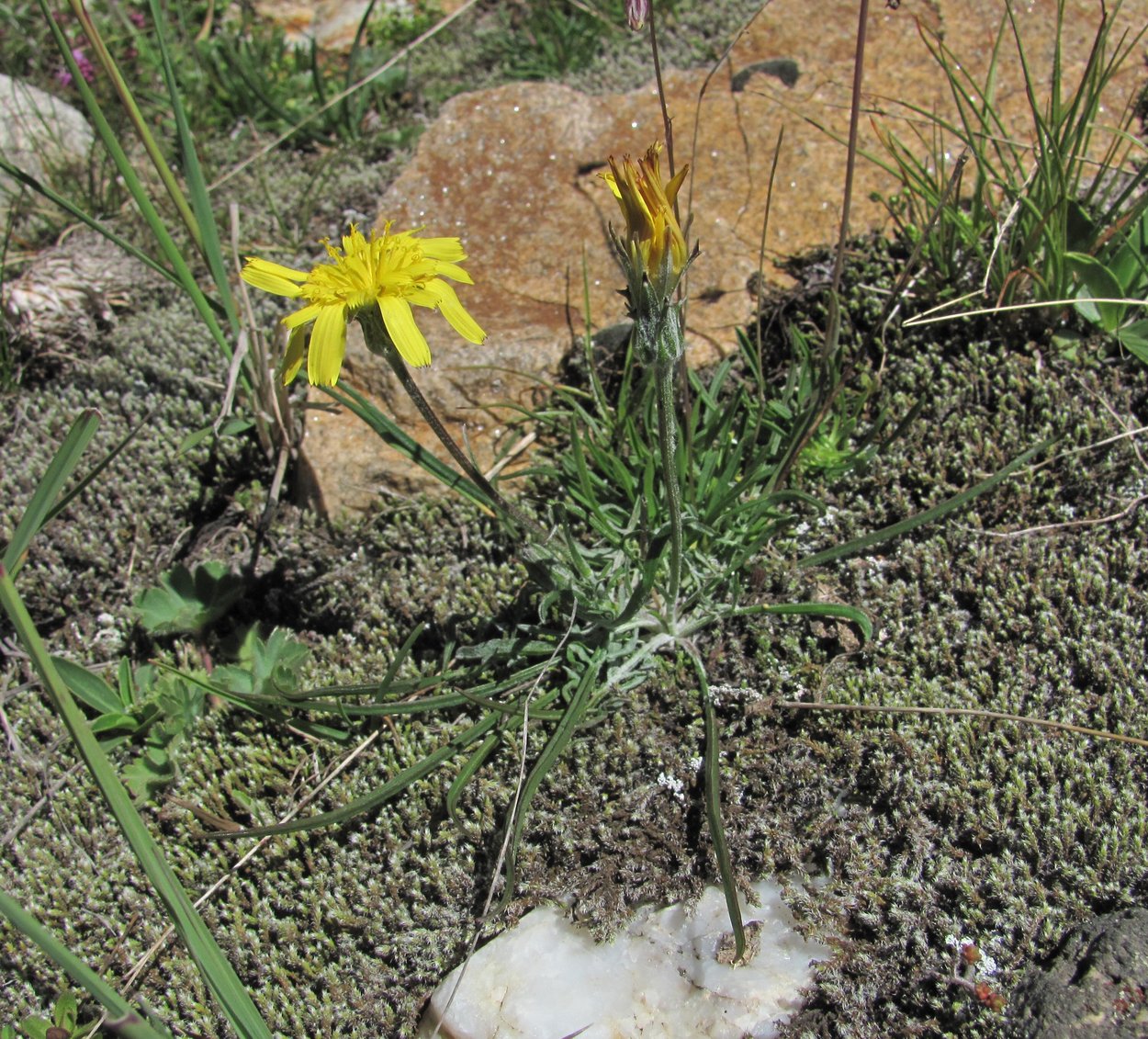 Image of Scorzonera meyeri specimen.
