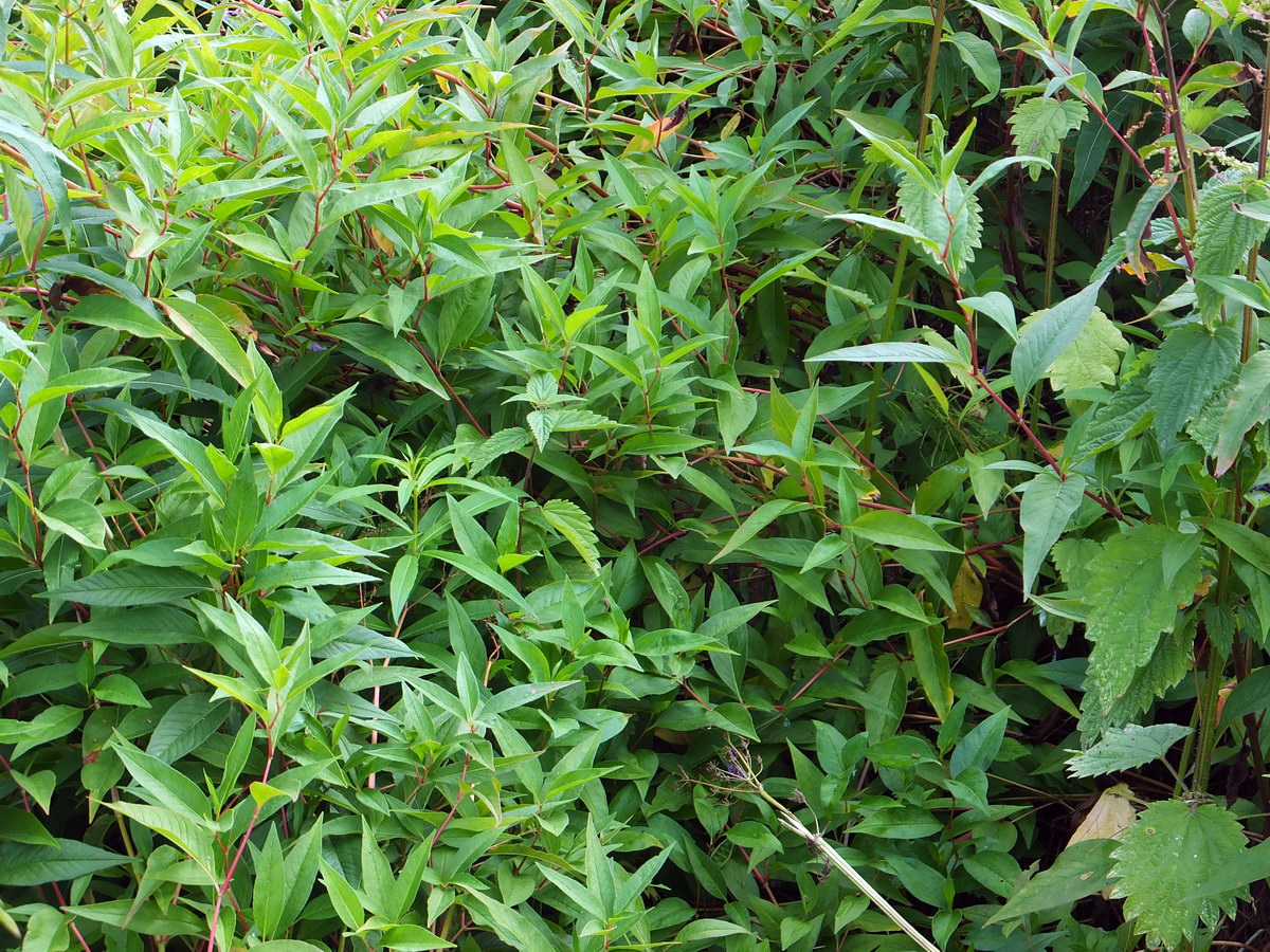 Изображение особи Aconogonon alpinum.